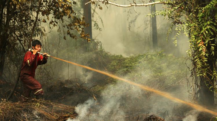 A firefighter sprays a chemical onto a smokey pile in a dense forest.