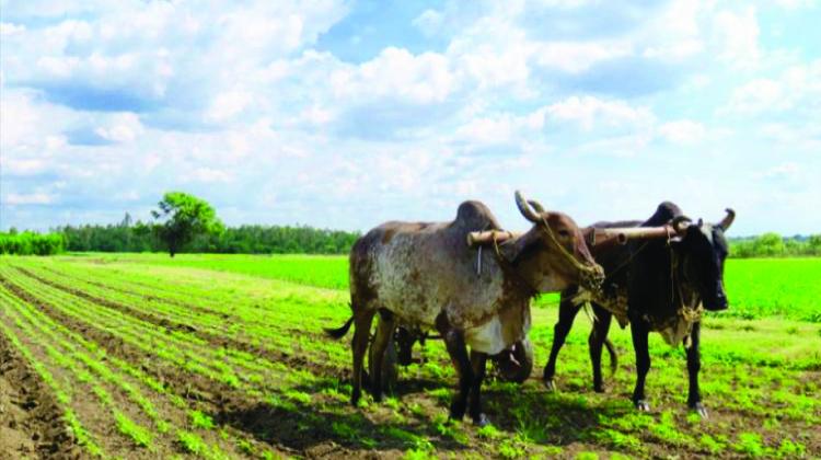 Leverage Points: Opportunities for increasing food production in developing countries